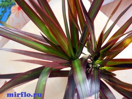 грижа Dracaena у дома, размножаване, снимки, mirflo