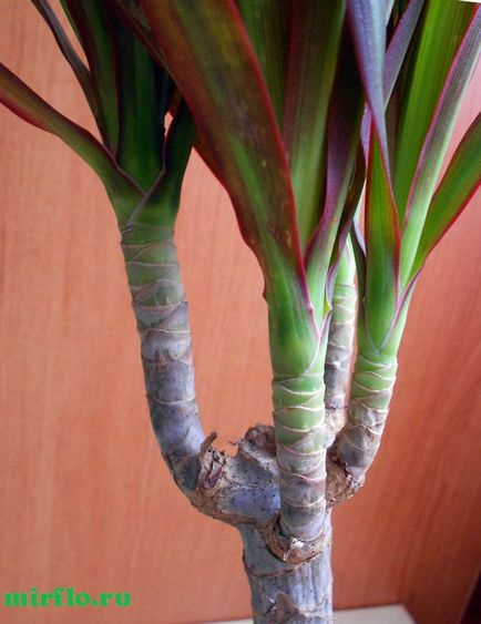 Dracaena îngrijire la domiciliu, reproducere, fotografie, mirflo