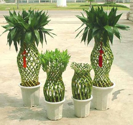 грижа Dracaena у дома, размножаване, снимки, mirflo