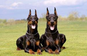 Doberman catelus de formare și abilități sub forma unui joc