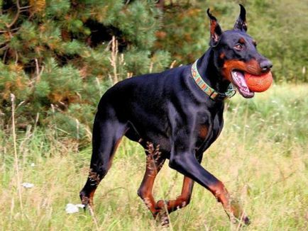 Doberman catelus de formare și abilități sub forma unui joc