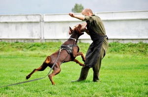 Doberman catelus de formare și abilități sub forma unui joc