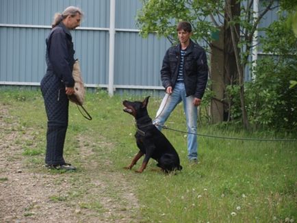 Doberman catelus de formare și abilități sub forma unui joc