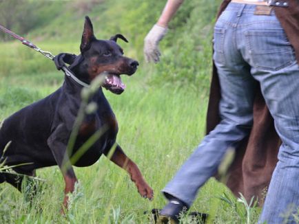 Doberman catelus de formare și abilități sub forma unui joc