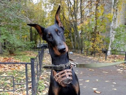 Doberman catelus de formare și abilități sub forma unui joc