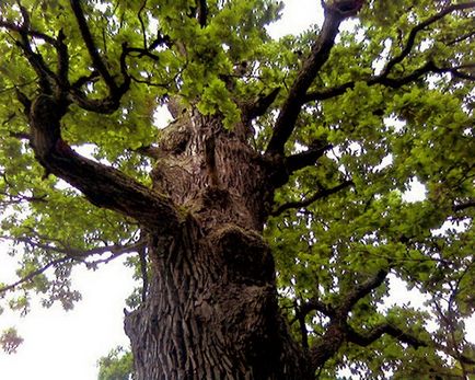 Stejar obișnuit - proprietăți, rețete, tratament, contraindicații - orlet