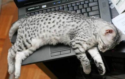 Egyptian Mau fotografie, preț, descriere a rasei, natură, pepiniere - murcoite despre pisici și pisici - viața mea