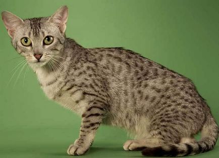 Egyptian Mau fotografie, preț, descriere a rasei, natură, pepiniere - murcoite despre pisici și pisici - viața mea