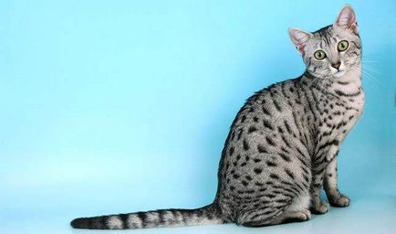 Egyptian Mau fotografie, preț, descriere a rasei, natură, pepiniere - murcoite despre pisici și pisici - viața mea