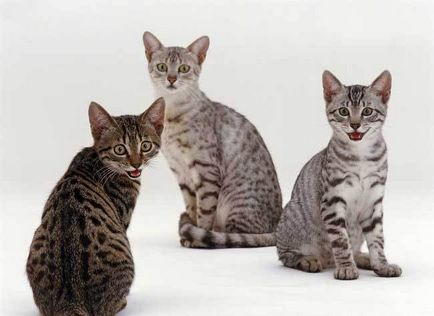 Єгипетська мау фото, ціна, опис породи, характер, розплідники - муркоте про кішок і котів - my life