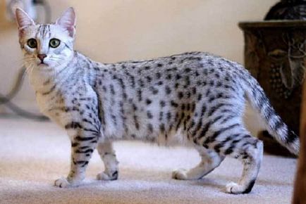 Egyptian Mau fotografie, preț, descriere a rasei, natură, pepiniere - murcoite despre pisici și pisici - viața mea