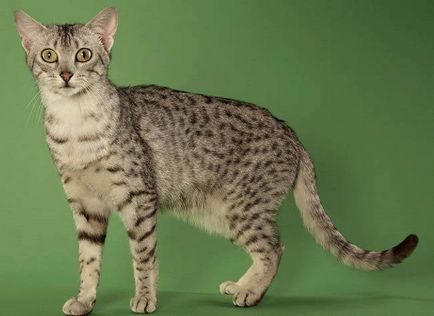 Egyptian Mau fotografie, preț, descriere a rasei, natură, pepiniere - murcoite despre pisici și pisici - viața mea