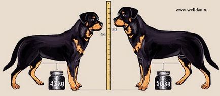 Maiestatea Sa Rottweiler