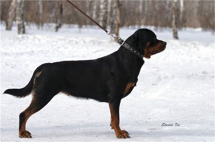 Maiestatea Sa Rottweiler