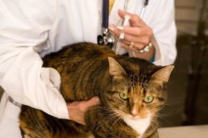 Eclampsia la simptomele pisicii și la tratament