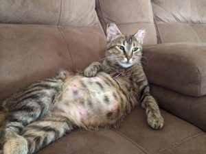 Еклампсія у кішки симптоми і лікування