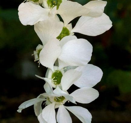 Exochorda specii decorative, trăsături de îngrijire și reproducere