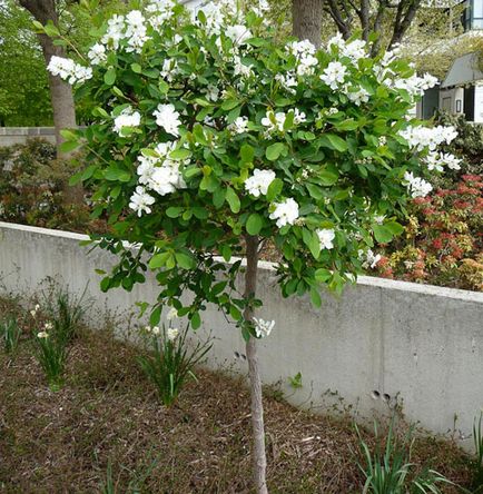 Exochorda specii decorative, trăsături de îngrijire și reproducere