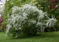 Exochorda specii decorative, trăsături de îngrijire și reproducere