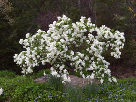 Exochorda dísznövény fajok, különös gondossággal és reprodukciós (finom) Exochorda dísznövény fajok, különösen a gondozás és tenyésztési