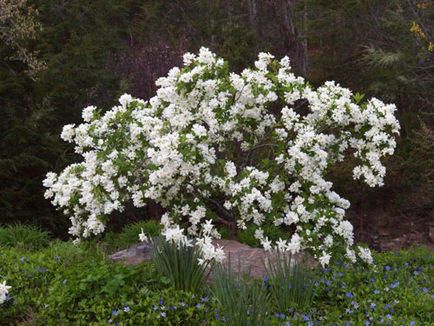 Exochorda specii decorative, trăsături de îngrijire și reproducere