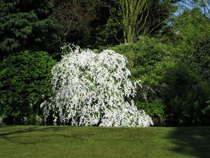 Exochorda specii decorative, trăsături de îngrijire și reproducere