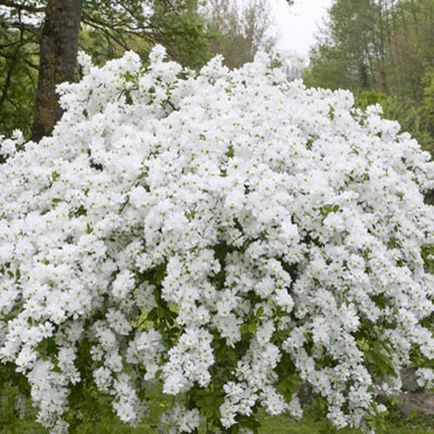 Exochorda specii decorative, trăsături de îngrijire și reproducere