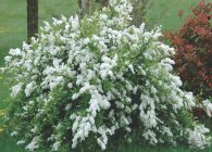 Exochorda specii decorative, trăsături de îngrijire și reproducere