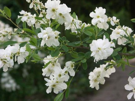 Exochorda specii decorative, trăsături de îngrijire și reproducere