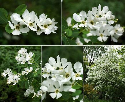 Exochorda dísznövény fajok, különös gondossággal és tenyésztés (típus) Exochorda dísznövény fajok, különösen a gondozás és tenyésztési