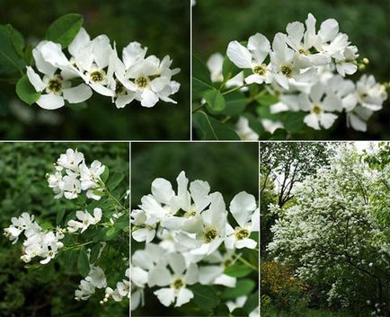 Exochorda specii decorative, trăsături de îngrijire și reproducere