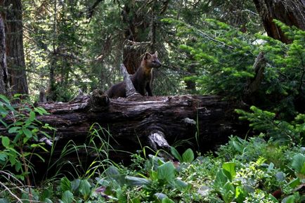 Ergaki - unul dintre cele mai frumoase parcuri naturale din Siberia și întreaga Rusie