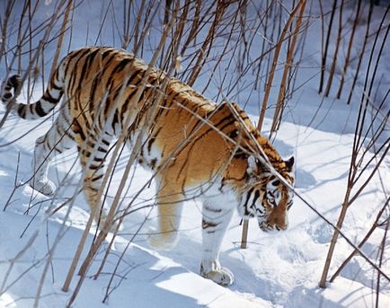 Ergaki - unul dintre cele mai frumoase parcuri naturale din Siberia și întreaga Rusie