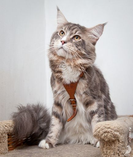 Această lume mare - merge cu Maine Coon