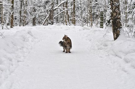 Ez a nagy világban - séta a Maine Coon