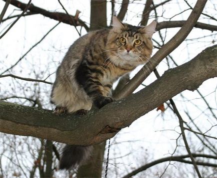 Ez a nagy világban - séta a Maine Coon