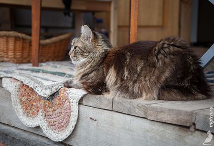 Ez a nagy világban - séta a Maine Coon