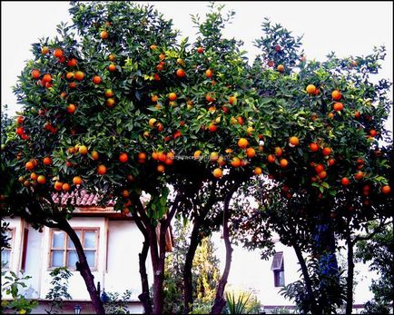 Această poveste de origine necunoscută de origine portocală, fapte interesante, sfaturi pentru alegerea celui mai dulce