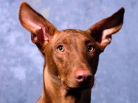 Фараоновий собака фото, фараонова собака, зовнішній вигляд розмір забарвлення історія породи, поведінку