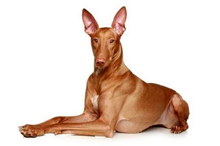 Imaginea câinelui lui Pharaoh, câinele faraonului, istoria culorii aspectului rasei, comportamentul