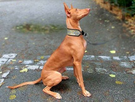 Фараоновий собака фото, фараонова собака, зовнішній вигляд розмір забарвлення історія породи, поведінку