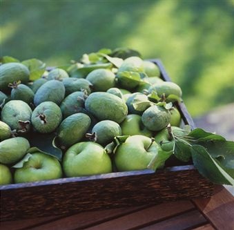 Feijoa beneficii, proprietăți, aplicare