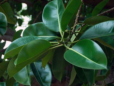 Ficus (53 de fotografii) de îngrijire la domiciliu, cât de des de a apă, hrăni în mod corespunzător în timpul iernii, se amestecă,