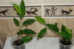 Ficus benjamin - cum să reproducem acasă