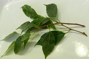 Ficus benjamin - cum se multiplică acasă
