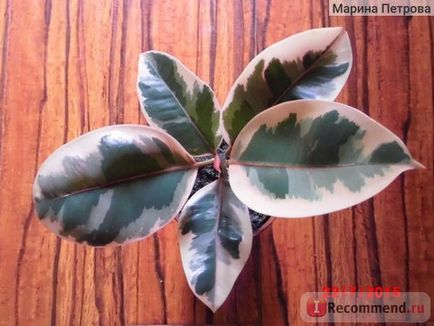 Ficus cauciuc tricolor - 