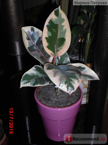 Ficus cauciuc tricolor - 