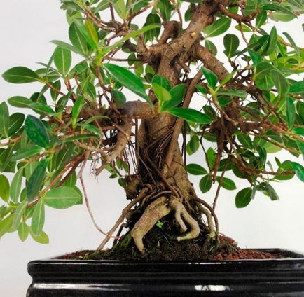 Ficus Panda, dachasadovnika