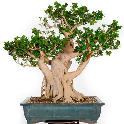 Ficus panda, custode