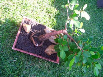 Ficus Panda, dachasadovnika